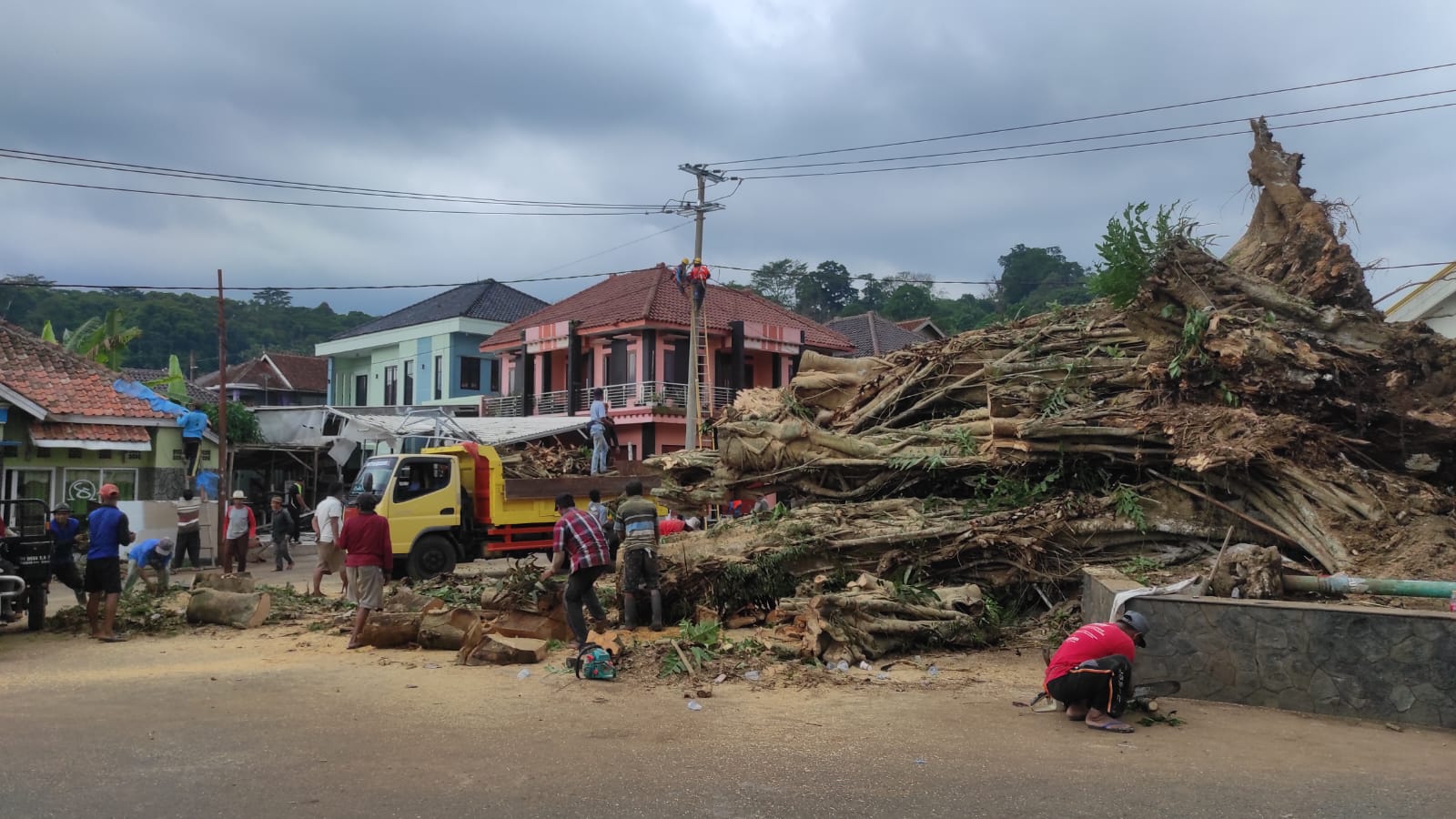 Pohon Beringin Raksasa Runtuh di Rajagaluh Majalengka, Usianya Diperkirakan Lebih dari 300 Tahun